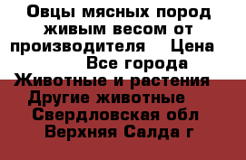 Овцы мясных пород живым весом от производителя. › Цена ­ 110 - Все города Животные и растения » Другие животные   . Свердловская обл.,Верхняя Салда г.